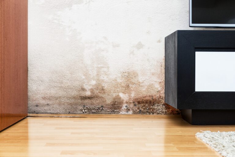 Schimmelbefall an Innenwand durch Feuchtigkeit – Wasserschaden im Wohnraum.